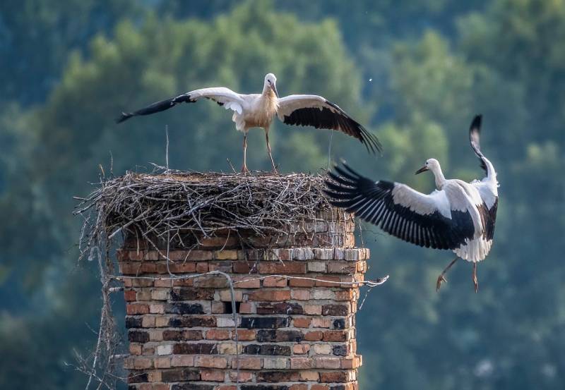 Professional Chimney Animal Removal Services in Lake Angelus, Michigan