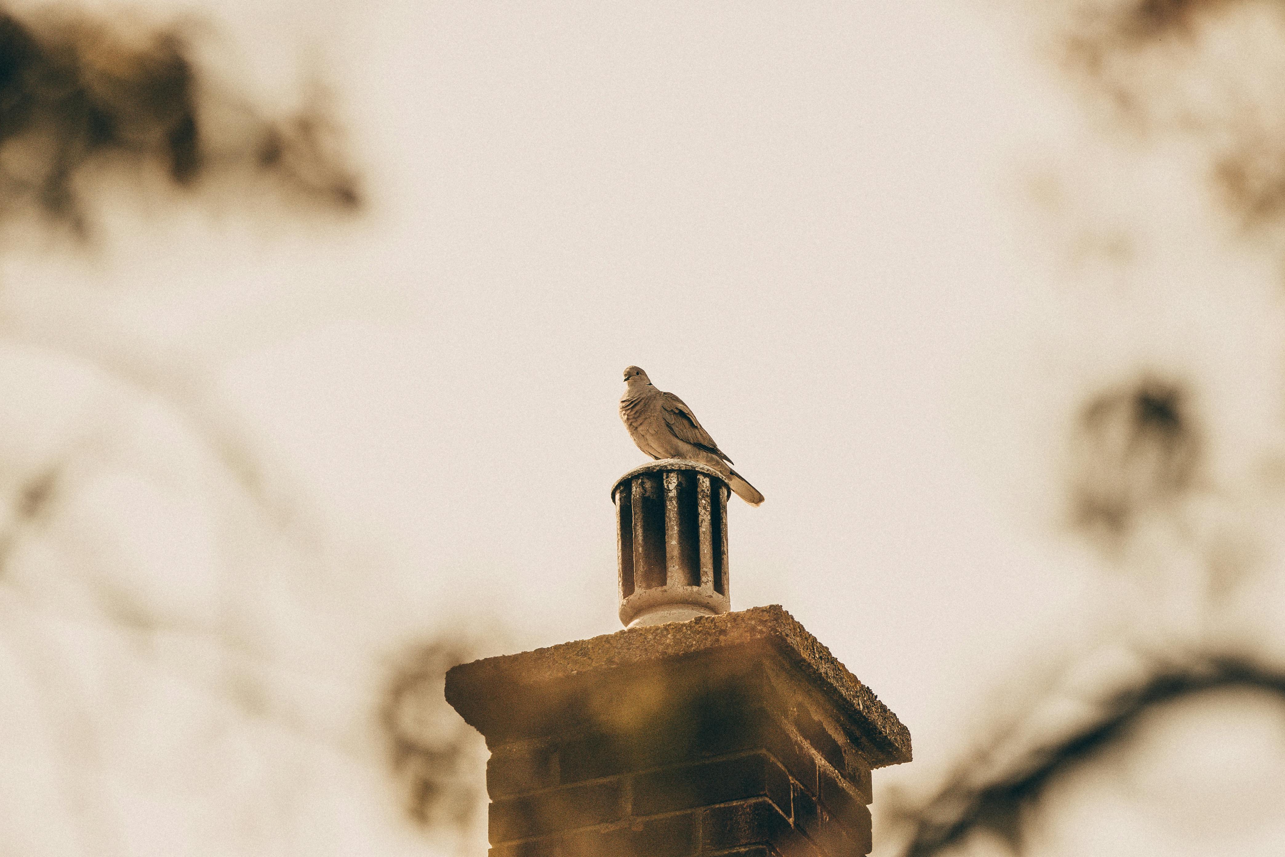 Expert Chimney Cap Installation in Lake Angelus, Michigan